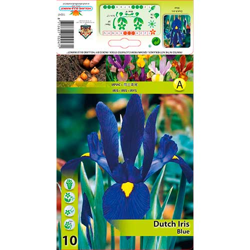 Kosatec holandský Blue obrázok 1 artikel 76227