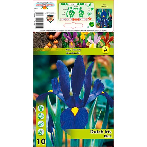 Kosatec holandský Blue obrázok 1 artikel 67602