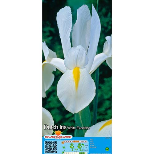 Kosatec holandský White artikel fotografia 1 Kosatec holandský White obrázok 1 artikel 68126