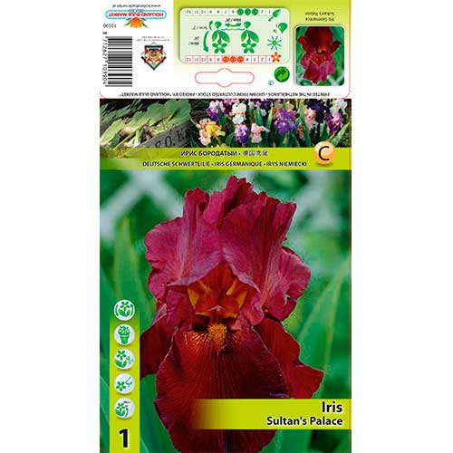 Kosatec nemecký Sultan's Palace obrázok 1 artikel 76292