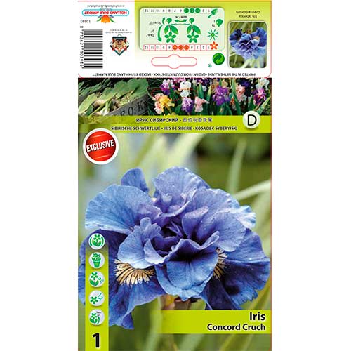 Kosatec sibírsky Concord Crush obrázok 1 artikel 76286