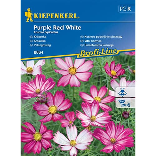 Krasuľka Purple Red White obrázok 1 artikel 86308