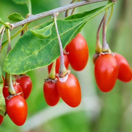 Godji New Big, P9 obrázok 1 artikel 9322