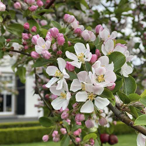 Kvitnúca jabloň Red Sentinel, С5 obrázok 1 artikel 7724