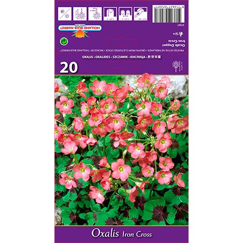 Kyslička Deppei Iron Cross obrázok 1 artikel 67671