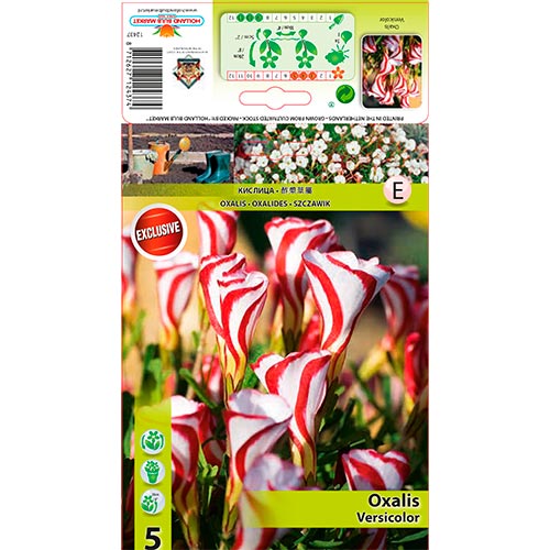 Kyslička Versicolor obrázok 1 artikel 67440