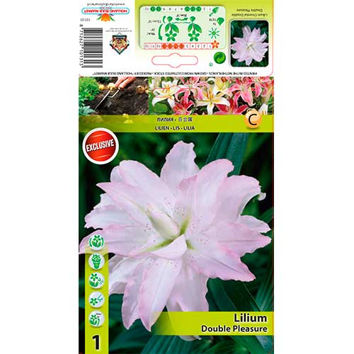 Ľalia ázijská Double Pleasure artikel fotografia 1 Ľalia ázijská Double Pleasure obrázok 1 artikel 76306