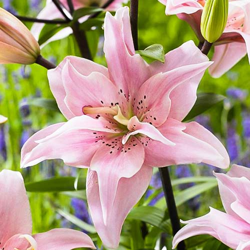 Ľalia ázijská Elodie obrázok 1 artikel 70428