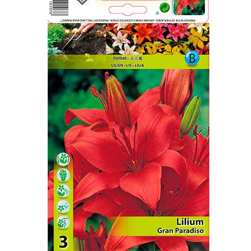 Ľalia ázijská Gran Paradiso obrázok 1 artikel 76467