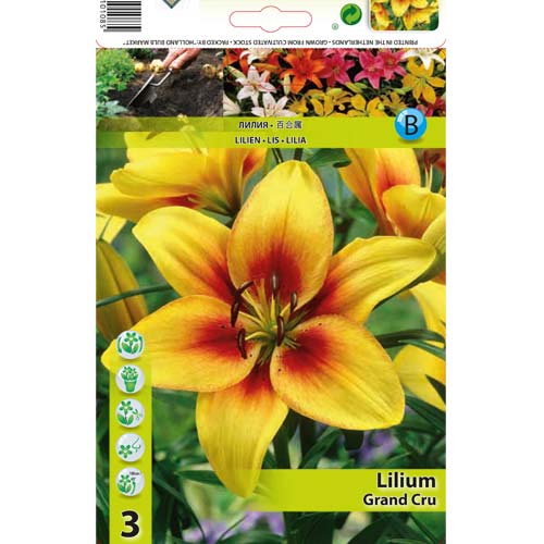 Ľalia ázijská Grand Cru obrázok 1 artikel 76468