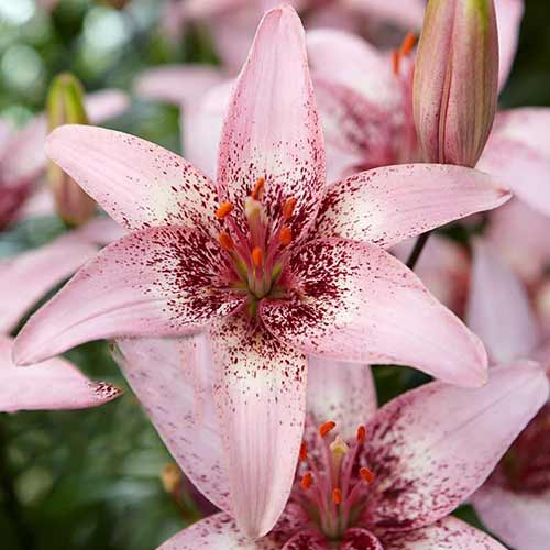 Ľalia ázijská Pink Pixels obrázok 1 artikel 76605