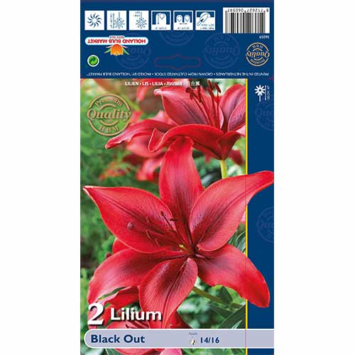 Ľalia Black Out obrázok 1 artikel 67387