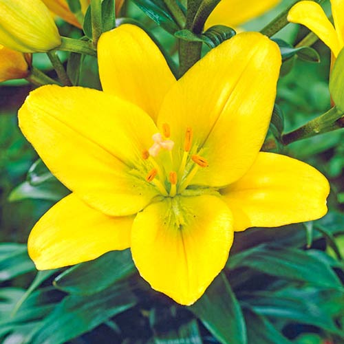 Ľalia Golden Tycoon obrázok 1 artikel 70468