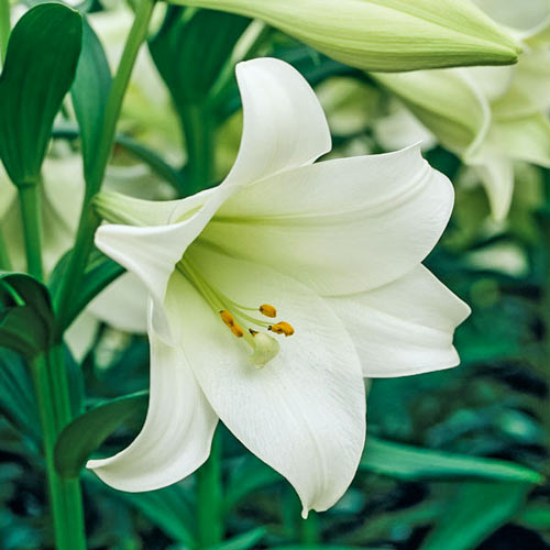 Ľalia Jules Verne obrázok 1 artikel 70432