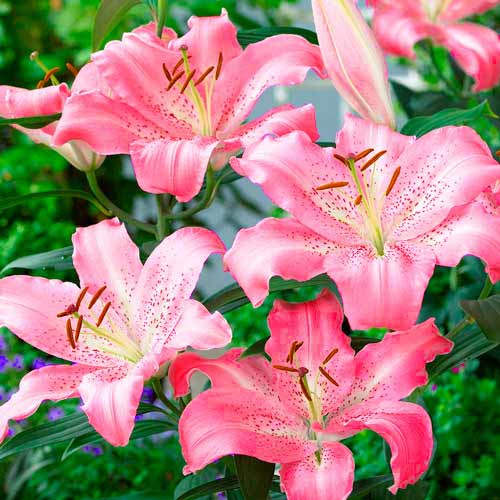 Ľalia Key West obrázok 1 artikel 70433