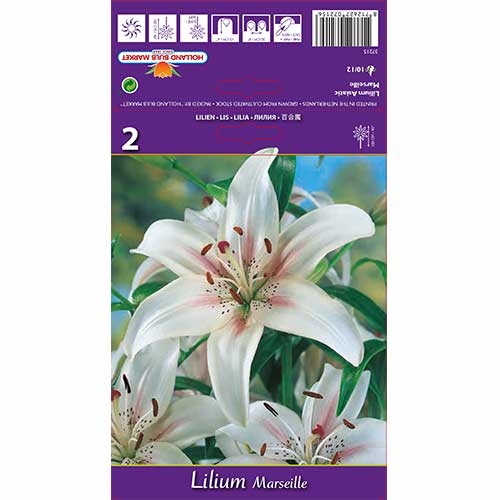 Ľalia Marseille obrázok 1 artikel 70210