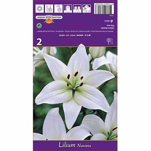 Ľalia Navona obrázok 1 artikel 70211