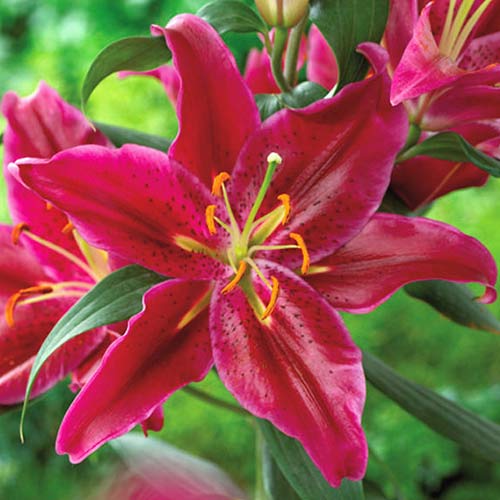 Ľalia orientálna Corvara obrázok 1 artikel 70427