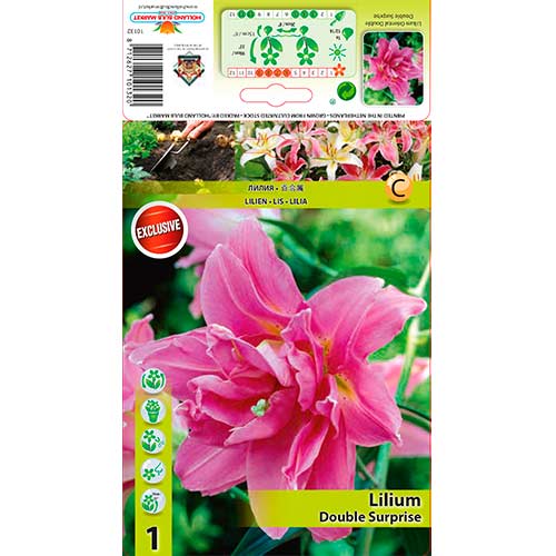 Ľalia orientálna Double Surprise obrázok 1 artikel 76307
