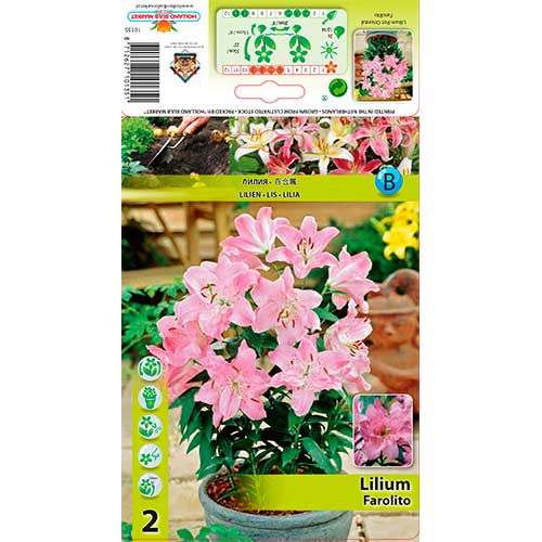 Ľalia orientálna Farolito obrázok 1 artikel 76308