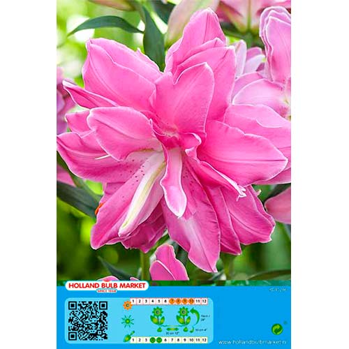 Ľalia orientálna Lotus Wonder artikel fotografia 1 Ľalia orientálna Lotus Wonder obrázok 1 artikel 76665