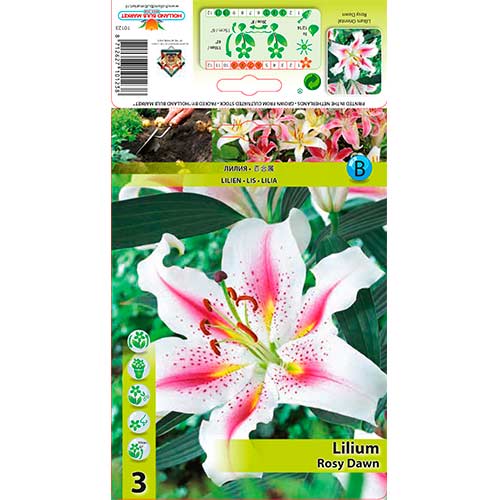 Ľalia orientálna orientalna Rosy Dawn artikel fotografia 1 Ľalia orientálna orientalna Rosy Dawn obrázok 1 artikel 76322
