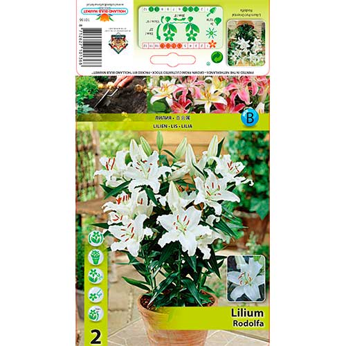 Ľalia orientálna Rodolfa obrázok 1 artikel 76607