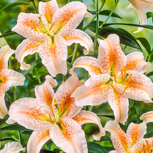 Ľalia orientálna Salmon Star obrázok 1 artikel 70437