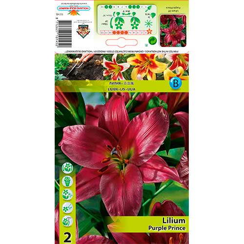 Ľalia Purple Prince artikel fotografia 1 Ľalia Purple Prince obrázok 1 artikel 76319