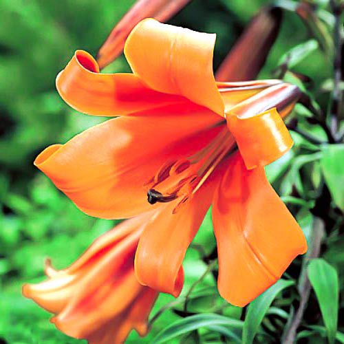 Ľalia rúrkovitá African Queen obrázok 1 artikel 70422