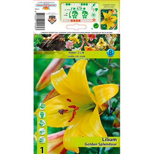 Ľalia rúrkovitá Golden Splendour artikel fotografia 1 Ľalia rúrkovitá Golden Splendour obrázok 1 artikel 76309