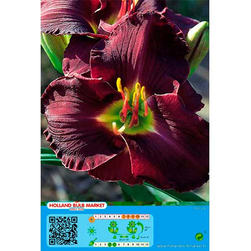 Ľaliovka Double Black artikel fotografia 1 Ľaliovka Double Black obrázok 1 artikel 76666