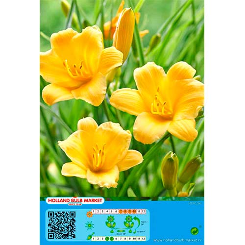 Ľaliovka Yellow artikel fotografia 1 Ľaliovka Yellow obrázok 1 artikel 76458