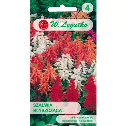 Lesklá šalvia, premiešajte obrázok 1 artikel 78592