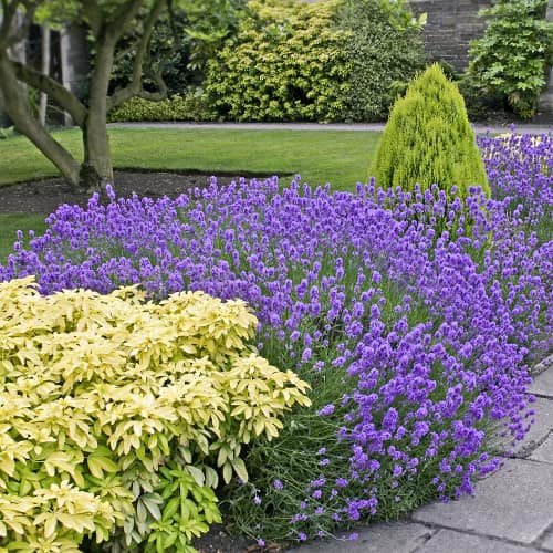 Levanduľa úzkolistá Dwarf Blue, P9 obrázok 1 artikel 9069