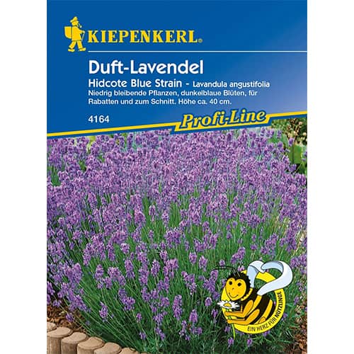 Levanduľa lekárska Hidcote Blue Strain artikel fotografia 1 Levanduľa lekárska Hidcote Blue Strain obrázok 1 artikel 77448
