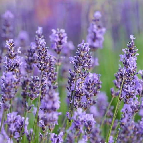 Levanduľa úzkolistá Sensational, P9 obrázok 1 artikel 1597