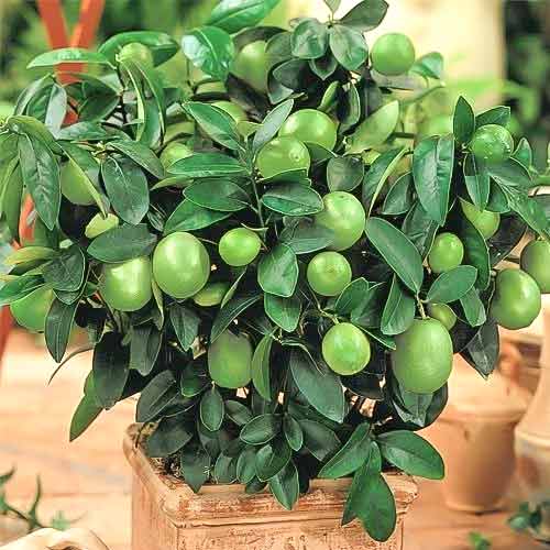 Limetka Mexican Lime artikel fotografia 1 Limetka Mexican Lime obrázok 1 artikel 76652