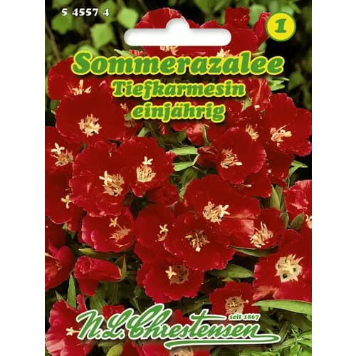 Lokanka mnohokvetá (Azalka letná) červená obrázok 1 artikel 96425