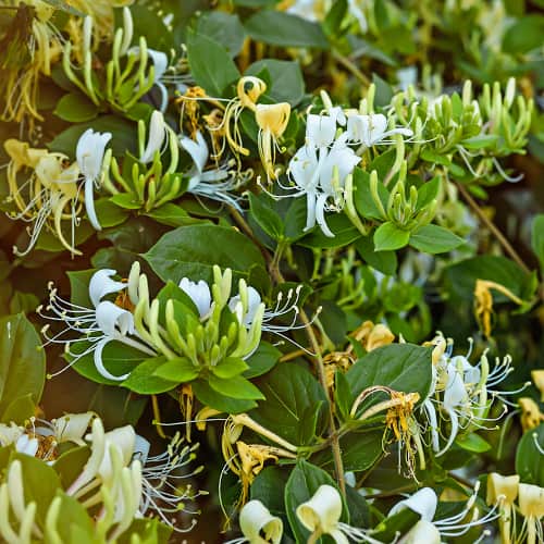 Lonicera periclymenum Graham Thomas, С2 obrázok 1 artikel 7787