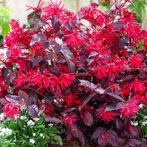 Loropetalum Fire Dance obrázok 1 artikel 5613