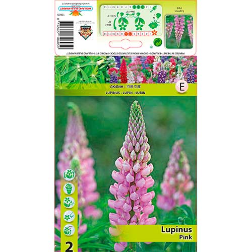 Lupina Pink obrázok 1 artikel 76326