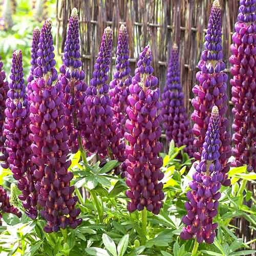 Lupina Purple obrázok 1 artikel 70440