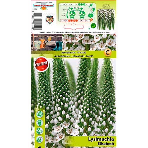 Lysemachia Elisabeth obrázok 1 artikel 70441