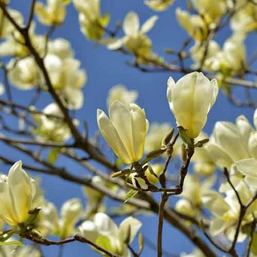 Magnolia Yellow Lantern obrázok 1 artikel 5616