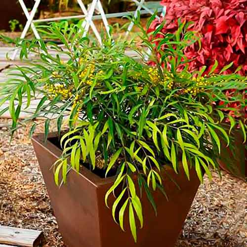 Mahonia Sweet Winter obrázok 1 artikel 5617