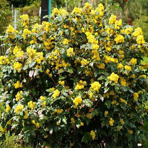 Mahónie cesmínolistá obrázok 1 artikel 4771