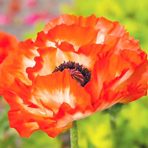 Mak Place Pigalle obrázok 1 artikel 70473