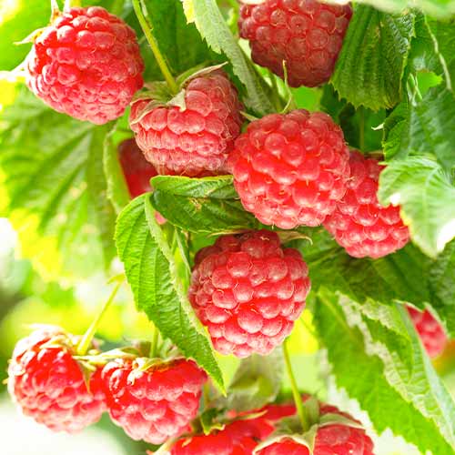 Malina Autumn First obrázok 1 artikel 5836