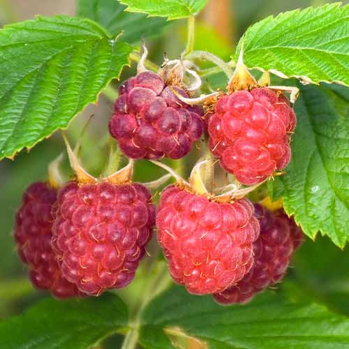 Malina Brandywine artikel fotografia 1 Malina Brandywine obrázok 1 artikel 5837